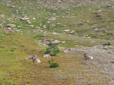 A few of the Big Horn Sheep "on duty" at the top of...