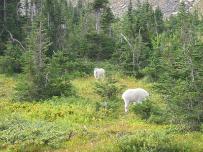 Couple of frisky mountain goats in Glacier Natl ... they...