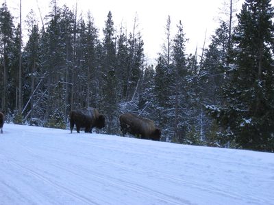 Later, we got a closer look at some buffalo, as they...