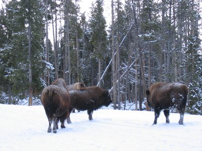 The big hump in their neck is full of muscle, so they...