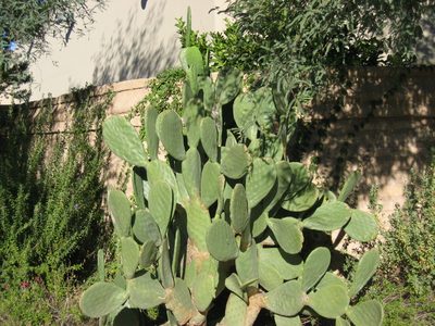 Prickly Pear cactus