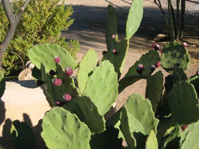 Blooms on prickly pear