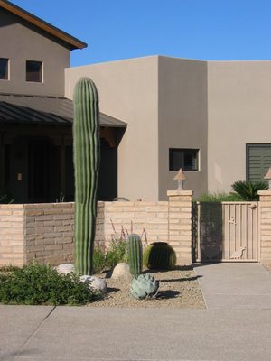 Saguaro cactus in front of their house.