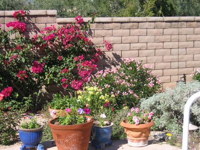 Back patio