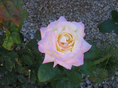 Close up of exquisite lavender rose