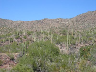 The Saguaro are plentiful above 2500 feet