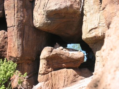 The museum also has a "zoo" ... but no cages.  This is a...