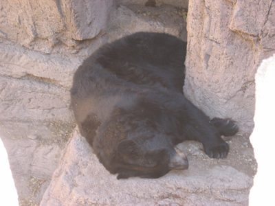 The bear was also snoozing