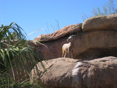 This long horn (?) ram was on duty for the afternoon
