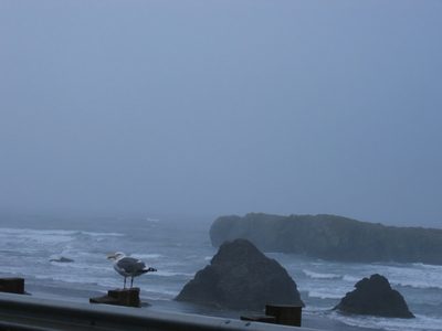 Happy seagull (we think)