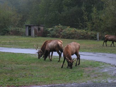 After looking for elk in their 'assigned meadow' (and...