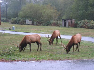 A nice grouping ... notice the water in the foreground. ...