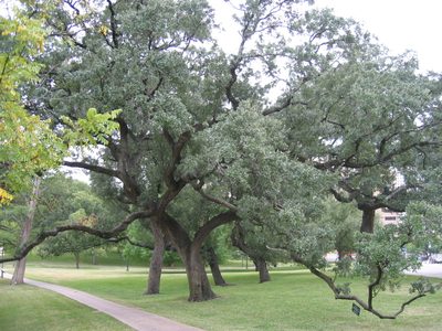One gorgeous tree on the state grounds