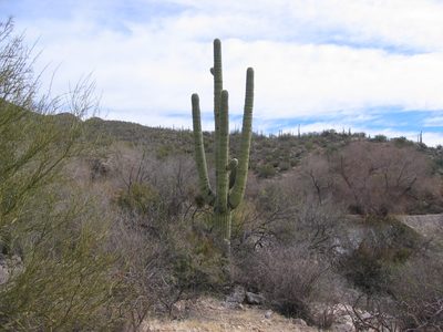 A Saguaro apartment house
