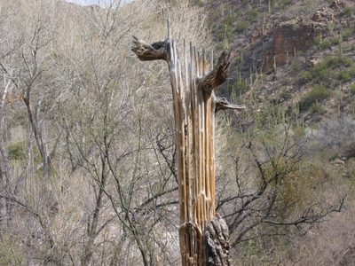 Interior of a saguaro ... wooden slats which hold it erect