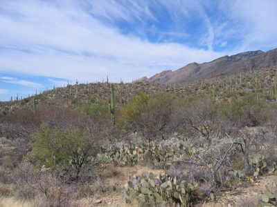 Fascinating to see the saguaro march up and down the hills