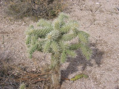and this is a "teddy bear" cholla ... if I'm reading my...