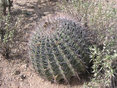 and this is a barrel cactus