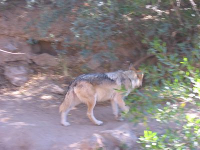 Mexican wolf at the Desert Museum