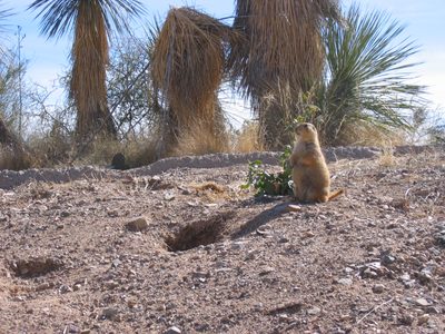 Prairie dog on duty