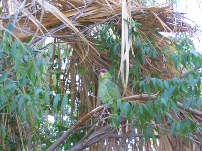 Parrot in the aviary