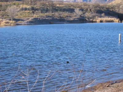 ... the whole area is a bird preserve ... here are couple of them