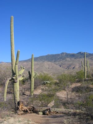 Even the saguaros are falling over