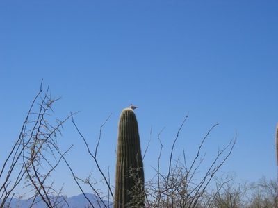 Cactus wren on top of a saguaro