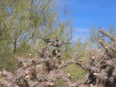 Two cactus wrens discussing the nest they are building...