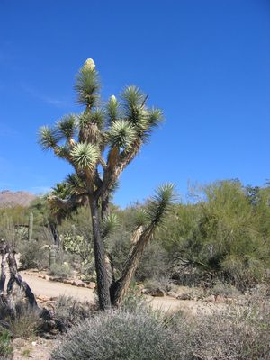 A Joshua tree ... not native, but here to complete the collection