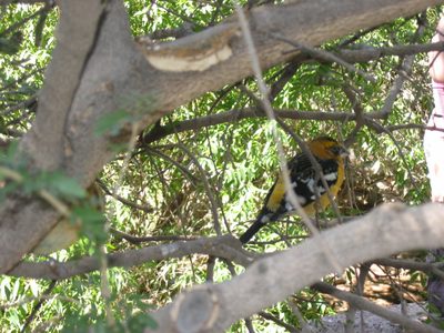 Pretty bird in the aviary