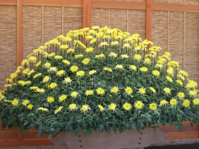 A little closer view of the Ozukuri.  The stems are...