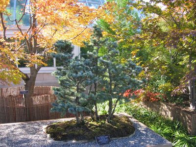 Another "Group" bonzai of some fir trees.