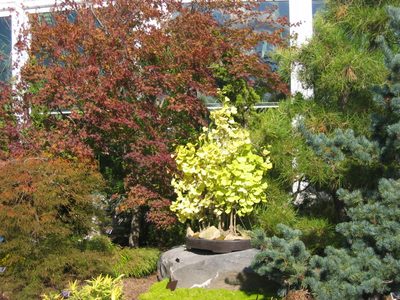 This was perhaps my favorite bonzai (unless it was the...