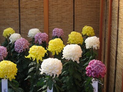 A second type of kiku ... called Ogiku.
The plants are...