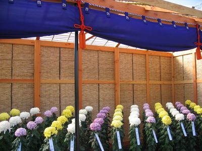 The pavillion with the rows of Ogiku