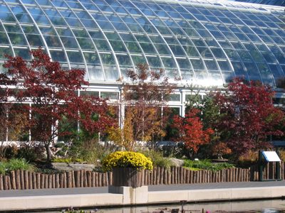 A broader view of a raised bed with maples in it.