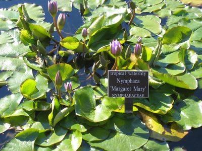 We even found a water lily for me.