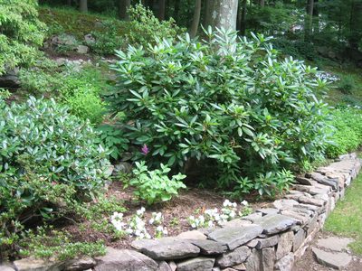 Continuation of rock wall with white Impatiens
