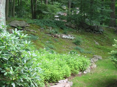 Long view of the moss garden with goose neck starting to...