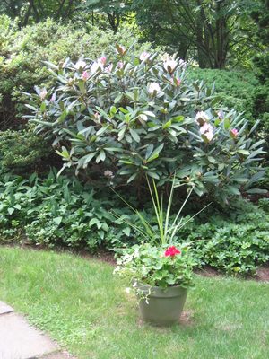 This container is on the front walk, in front of the...
