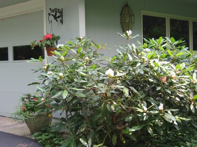 Another rhodo starting out, with a hanging basket of...