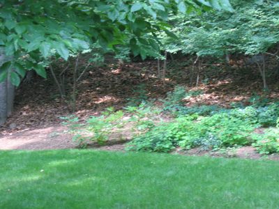 An area that I just sprinkled bleeding heart and...