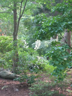 Two yucca plants tucked into the frontyardA