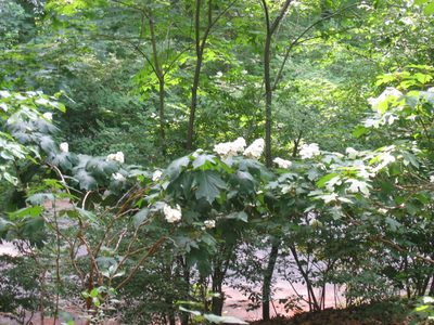 The oak leaf hydrangea down near the road