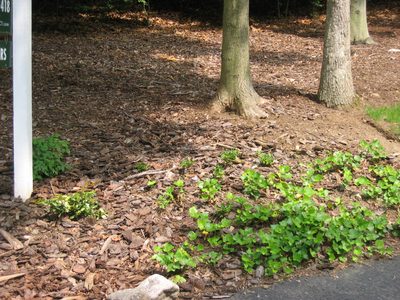 Trying to get something to grow at the base of the...