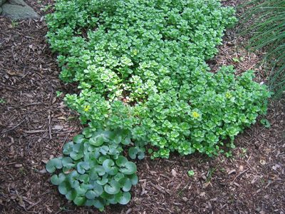 Lots of sedum (background) and European ginger (shiny -...