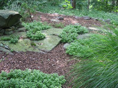 The sedum spreads everwhere ... and a tall grass on the right