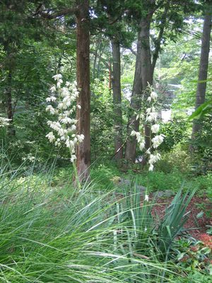 We've never had two blooms on the yucca before.