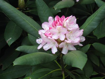 Pink rhodo near the front walk